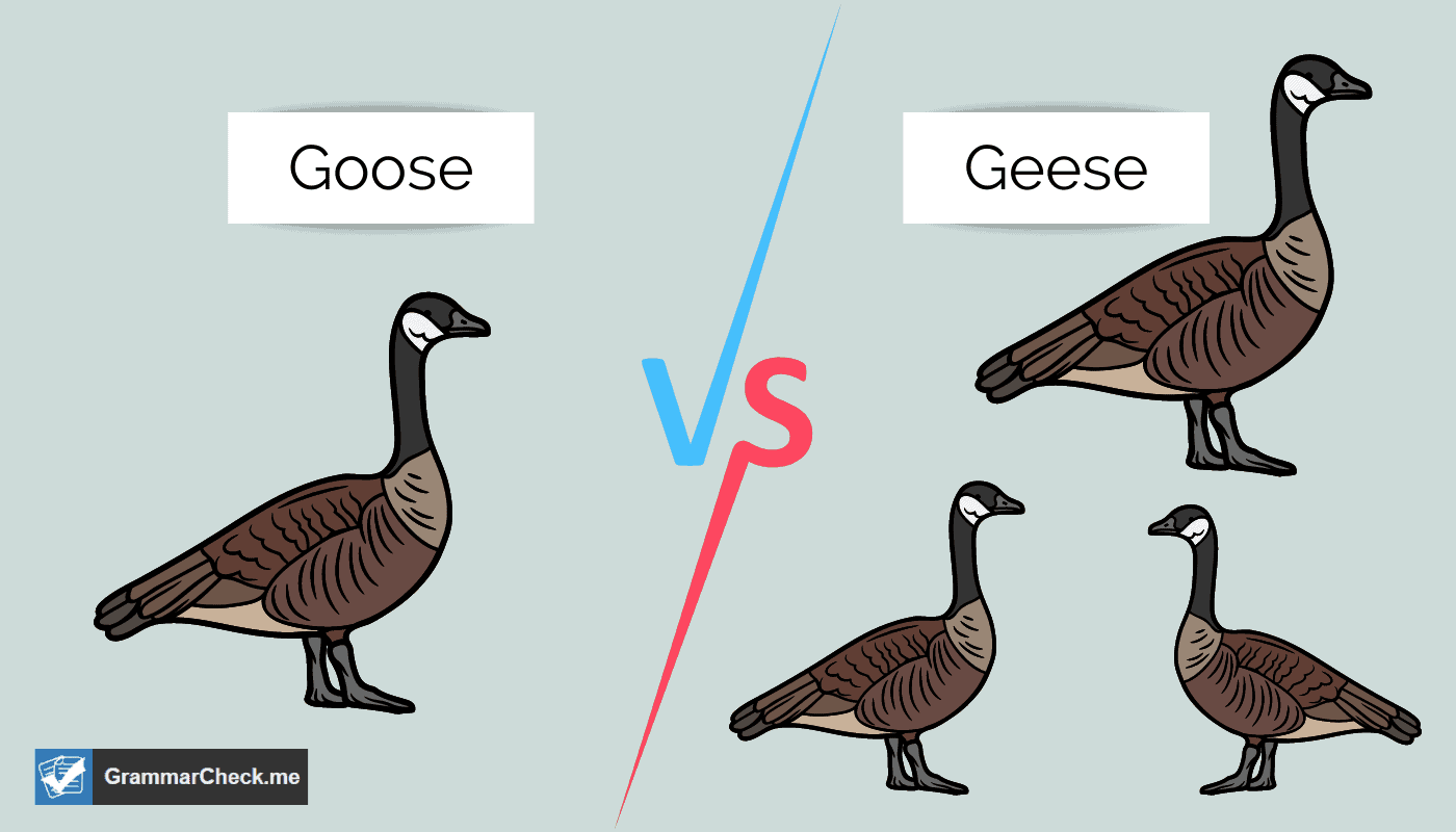 picture of showing difference between goose vs geese